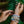 Load image into Gallery viewer, Beaded Bracelet - Maka ‘Upena
