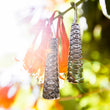 Load image into Gallery viewer, Uhu Earrings Short