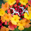 Load image into Gallery viewer, 'Iwa Earrings